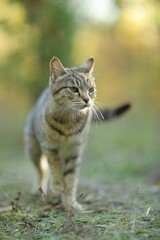 Naklejka na ściany i meble Adorable striped tabby cat sitting in the lush green grass looking directly at the camera