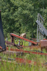 Woodchuck sunbathing on antique farm equipment 