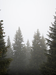 Drzewa we mgle © Patryk Bednarek