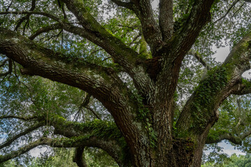 Ferns and Spanish Moss Growing on a Big Old Tree