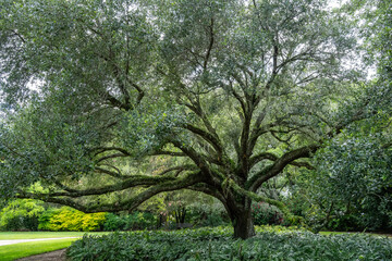 Ferns and Spanish Moss Growing on a Big Old Tree © Moshe Einhorn