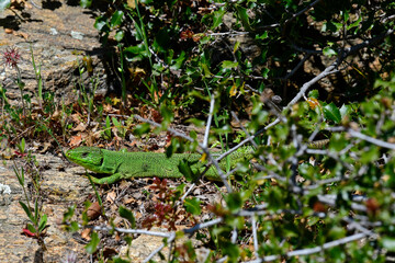 Westliche Riesensmaragdeidechse // Balkan green lizard (Lacerta trilineata trilineata) - Thessalien, Griechenland