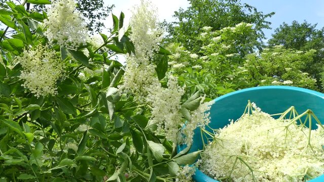 Trimming stalks of white flowers of Sambucus nigra, European black elderberry from shrubs with scissors and collecting them in turquoise plastic bowl with visible female hands.