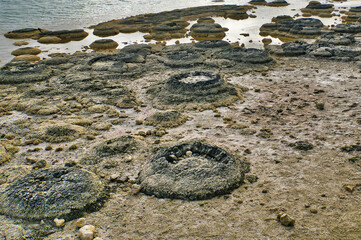 Very rare living colonies of stromatolites, the first life form on earth, on the shore of Lake Thetis near Cervantes, west coast of Western Australia
