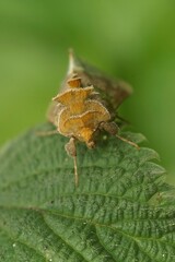 Vertical detailed closeup on the colorful burnished brass owlet moth, Diachrysia chrysitis sitting in the vegetation