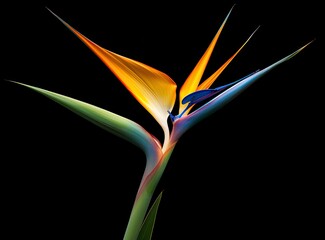 Obraz premium Bird of paradise flower isolated on black background.