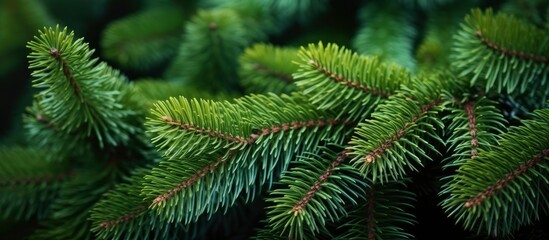 Christmas tree branches on a natural background.