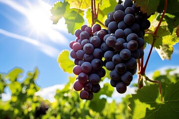 Fototapeta premium Closeup Of Grapes Growing In Vineyard.