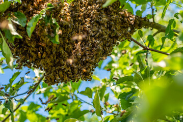 Swarm of bees on a tree branch. Close-up photo of bees.