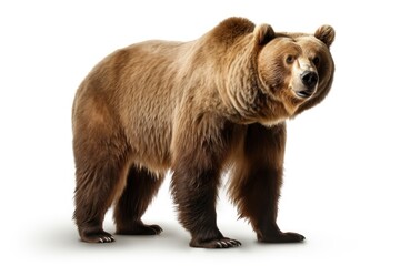Obraz premium A majestic brown bear posing against a blank canvas