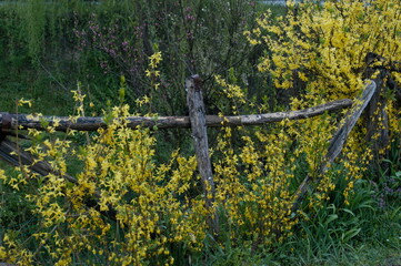 Wooden fence and yellow wild flowers
