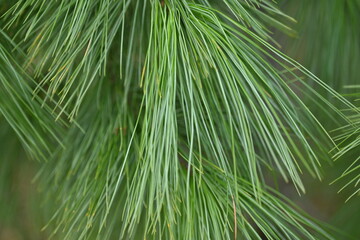 macro long green pine needles, pine needles on a branch close-up , macro pine branch with cone close-up, green branches of a coniferous tree with cones	
