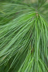 macro long green pine needles, pine needles on a branch close-up , macro pine branch with cone close-up, green branches of a coniferous tree with cones	
