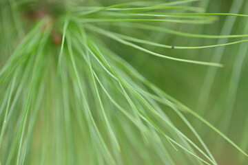macro long green pine needles, pine needles on a branch close-up , macro pine branch with cone close-up, green branches of a coniferous tree with cones	
