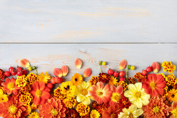 Autumn composition and orange and red flowers of dahlias, marigolds, hawthorn berries on a blue wooden table. Flat lay