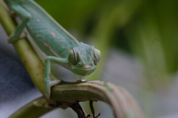 a baby veiled chameleon