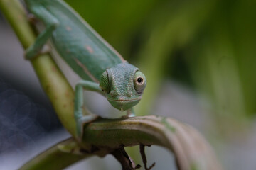 a baby veiled chameleon