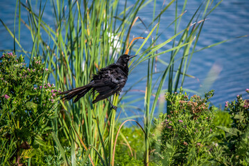 Leonabelle Turnbull Birding Center in Port Aransas, Texas, Gulf of Mexico, nature reserved, swamp, waterfowl, migration, major flyway, bird watching, outdoor, island, travel, tourism, tourist, nature