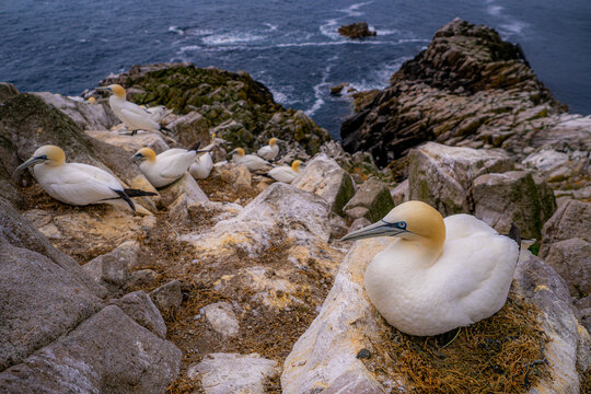 Gannets on rocks with Ireland's dramatic coastline