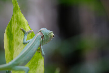 a baby veiled chameleon © roliwansyah