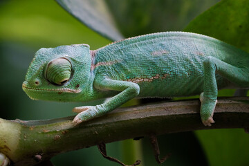 a baby veiled chameleon