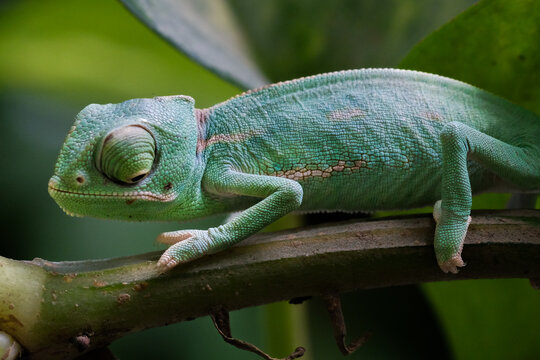 a baby veiled chameleon