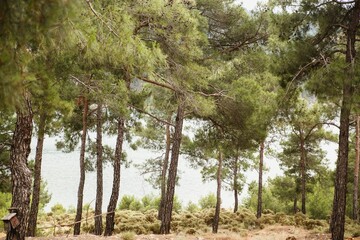 Gorgeous pine forest in the Mediterranean region