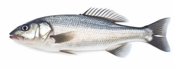Obraz premium One fresh sea bass fish isolated on white background.