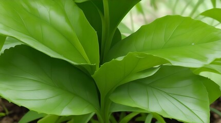 Green leaf plant images