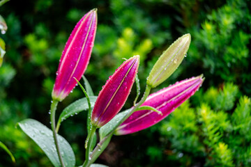 Fototapeta premium Wildflowers and plants by the St-Lawrence River