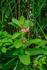 Fototapeta premium Wildflowers and plants by the St-Lawrence River