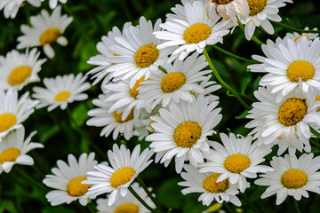 Wildflowers and plants by the St-Lawrence River