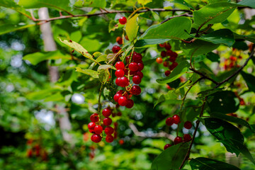 Obraz premium Wild cherry tree in the mountains 