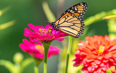 Fototapeta premium Monarch butterfly feeding from hot pink zinnia flower in blooming garden in summer