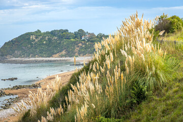 Pampa grass or cortaderia selloana, a species of flowering plant in the Poaceae family along the atlantic coast in Saint-Jean-de-Luz, France