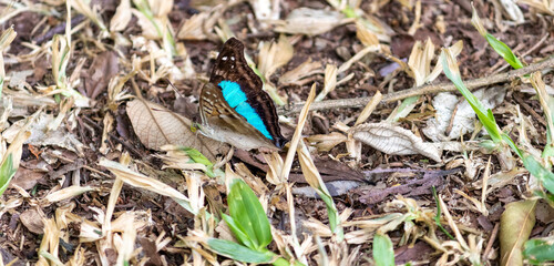 Captured delicacy: A butterfly at rest, unveiling the serene beauty of nature.