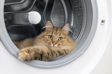 The cat got into the washing machine.