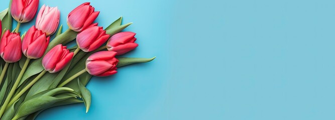 Bouquet of red tulip on blue Background. Top view with copy space.