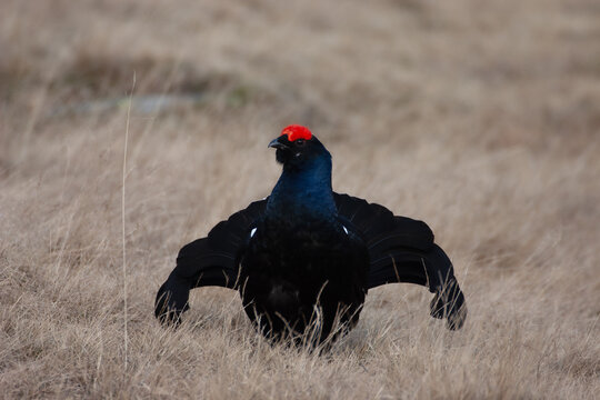  Black grouse (Lyrurus tetrix) Fagiano di monte