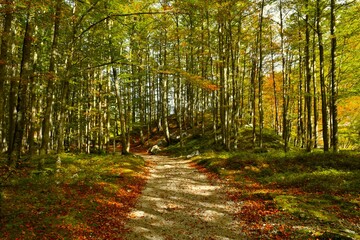 Gravel road leading through colorful autumn deciduous, broadleaf, beech (Fagus sylvatica) forest