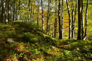 Autumn beech (Fagus sylvatica) forest in orange and yellow colors