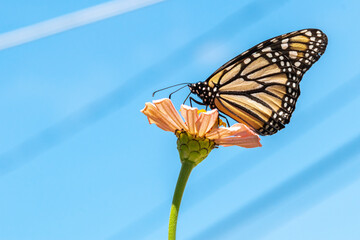 Orange monarch butterfly perched on orange zinnia flower with blue sky background © Melissa Burovac