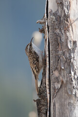 Alpine treecreeper, (Certhia familiaris) Rampichino alpestre
