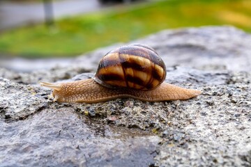 A close-up view of Helix lucorum, a large, edible, air-breathing land snail