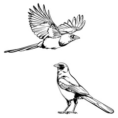 Sketch of a magpie. Vector illustration of birds on a white background.