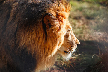 Portrait of a lion. Wildlife. Dangerous predator close-up. A big cat.