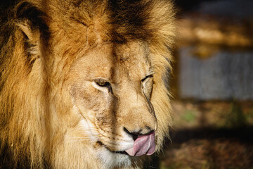 Portrait of a lion. Wildlife. Dangerous predator close-up. A big cat.