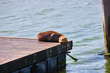 Seal napping and sunbathing on sunny day at corner edge of pier with iron chain anchor