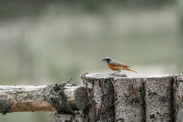 Collared redstart bird insect bug catchers 