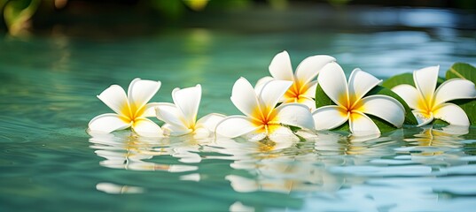 Plumeria flowers on green leaf floating on water. A peaceful and serene scene with a touch of nature and beauty. - obrazy, fototapety, plakaty